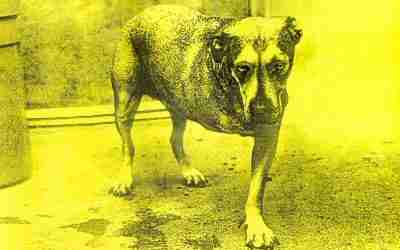 ALICE IN CHAINS: Studio Album by ALICE IN CHAINS (Tripod) (1995)